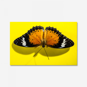 나비 3